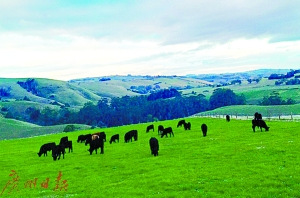 政府规定雷青农场养的牛不能超过800头