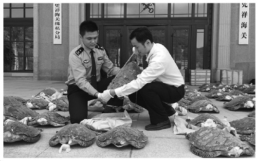 图为凭祥海关办案人员正在清点查获的走私玳瑁。(本报记者 蔡岩红 摄)