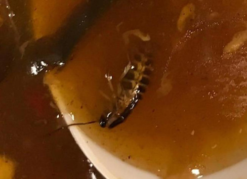 中国侨网希奇尔在酸辣汤中发现死蟑螂。(美国《世界日报》)