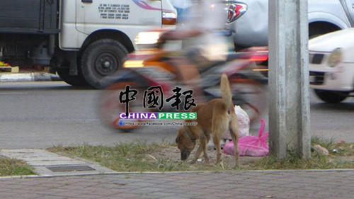 中国侨网(马来西亚《中国报》)