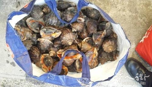 中国侨网（意大利《华人街》）