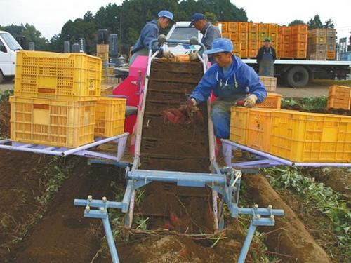 中国侨网在日本农场收获红薯。