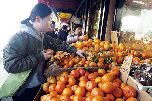 中国侨网过年少不了金山橙。(美国《世界日报》/关文杰摄影)