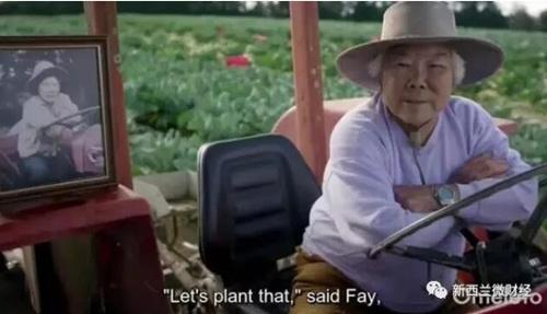中国侨网Fay驾驶拖拉机耕种着红薯田,左边的相片是她年轻的时候。(新西兰天维网)