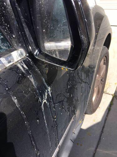 中国侨网杨先生的车被鸡蛋砸中。（美国《世界日报》/读者提供）