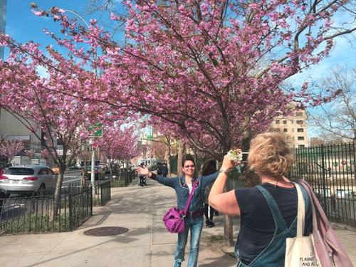 中国侨网图为华埠包厘街樱花树开花，民众在树下留影。（美国《世界日报》/颜嘉莹 摄）