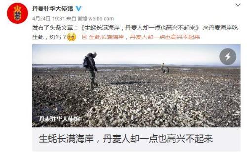 中国侨网日前，丹麦驻华大使馆因本国生蚝泛滥成灾，特发文求助网友。图为网络截图
