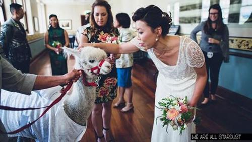 中国侨网羊驼携婚戒出场,澳大利亚华人新娘梦成。(澳洲网援引《今日珀斯》)
