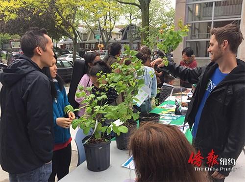 中国侨网纽约布鲁克林湾脊图书馆6日免费赠送绿植树苗。（美国《侨报》/高诗云 摄）