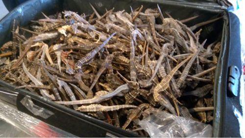 中国侨网(来源:荷兰一网)