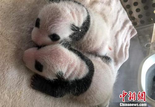 中国侨网新生的双胞胎宝宝。　钟欣　摄