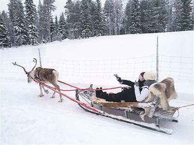 中国侨网倩钰在芬兰的圣诞老人村和朋友坐着驯鹿车，感受芬兰的圣诞气氛。