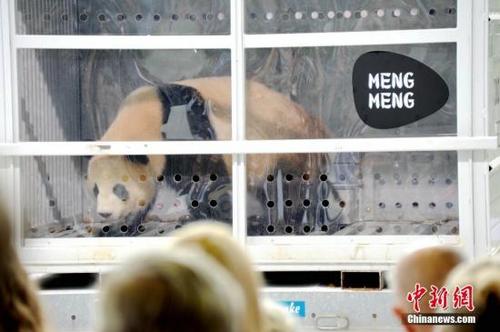 中国侨网当地时间6月24日下午,中国租借给德国的一对大熊猫“梦梦”、“娇庆”顺利抵达德国柏林。根据中德双方此前签订的大熊猫保护研究合作协定,这对大熊猫将在德国生活15年。 中新社记者 彭大伟 摄