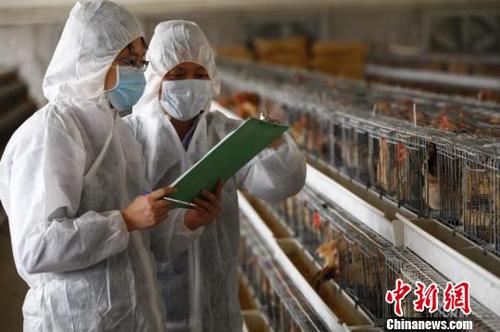 中国侨网香港回归20年,广东坚持保障供港食品农产品安全优质顺畅供应。资料图