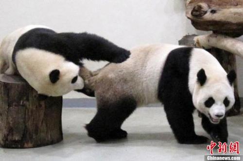中国侨网资料图：大陆赠台大熊猫“团团”、“圆圆”。台北市立动物园供图