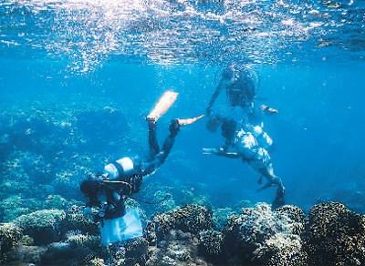 中国侨网在冲绳的珊瑚礁浮潜要特别注意安全，经常会遇到如海龟、海蛇、水母等具有危险性的动物。席阳就曾经在浮潜时遇到过鲨鱼。