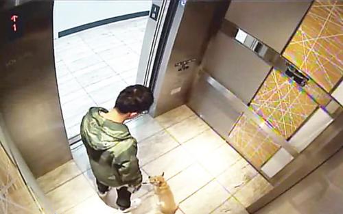 中国侨网当局新公布的录像带可见，刘子旋带着狗进出电梯前后，暴力拖拉。（美国《世界日报》）