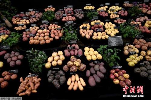 中国侨网资料图：土豆。