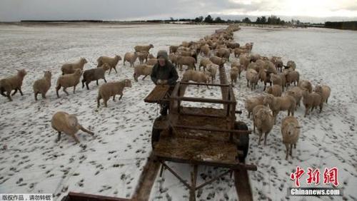 中国侨网牧羊人为牲畜发放草料。