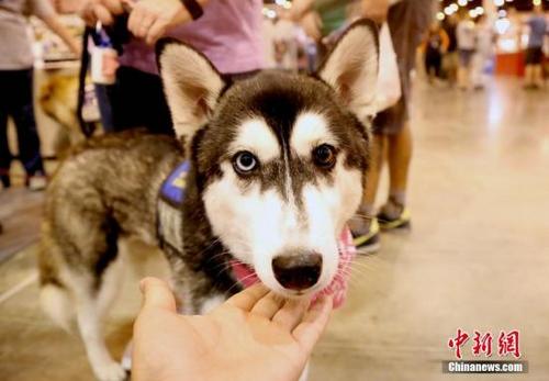 中国侨网资料图:宠物狗