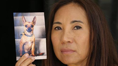 中国侨网林姓华裔妇女和为救她献出生命的吉娃娃宠物狗。(澳大利亚《星岛日报》资料图)