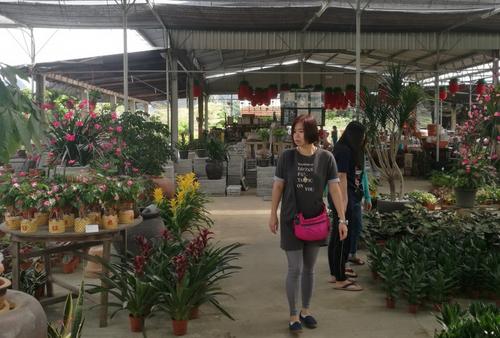 中国侨网应节的年花、年树已开始面市,市民纷纷开始选购,买气渐热。(马来西亚《星洲日报》)