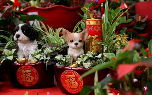 中国侨网业者推出“聚宝盆”园艺盆景,适合摆设与送礼。(新加坡《联合早报》/严宣融 摄)