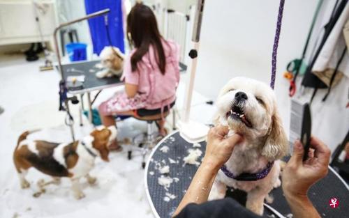 中国侨网今年是狗年，更多主人要为爱狗打扮一番，受访宠物美容院表示，今年需求比往年多20%。（新加坡《联合早报》/何家俊 摄）