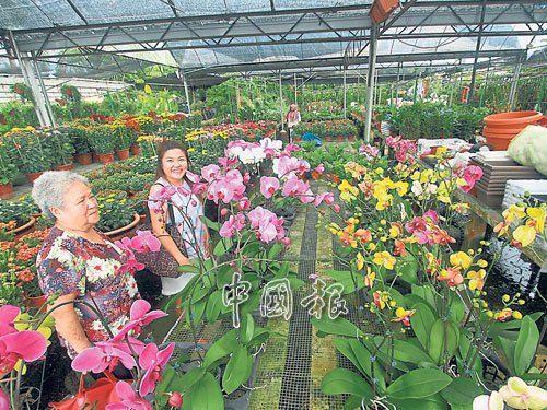 中国侨网关丹拉沙沙央花圃引进五颜六色的花卉，十分吸晴，吸引民众选购。（马来西亚《中国报》）