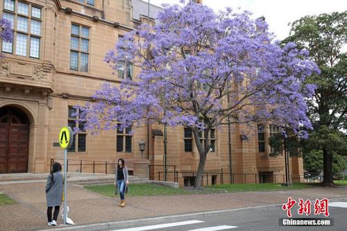 中国侨网资料图:图为悉尼大学。(中新社记者 陶社兰 摄)