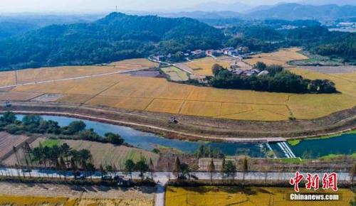 中国侨网资料图:航拍“赣西粮仓”晚稻秋收。赵春亮 摄