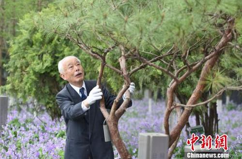中国侨网在和平广场西南角的紫金草花园里，秋本芳昭为团员们曾经种植的千头松修剪枝叶。　蔡美婷　摄