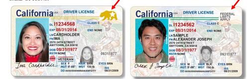 中国侨网目前加州只提供两种版本的驾照。（美国《世界日报》）