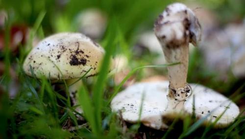 中国侨网(澳洲新闻网)