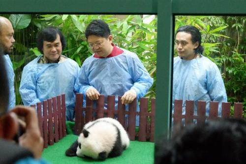 中国侨网中国驻马来西亚大使出席熊猫幼崽见面会。（图片来源：中国驻马来西亚大使馆网站）