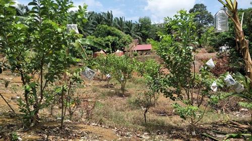 中国侨网陈玟综把家园荒地辟为果园，栽种不同品种的果树。（马来西亚《星洲日报》）