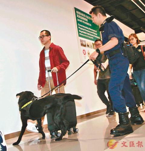 中国侨网香港海关新增4只拉布拉多钞票搜查犬。图片来源：香港《文汇报》 记者彭子文/摄