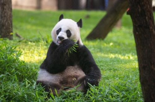 中国侨网华盛顿国家动物园宣布，今年大熊猫美香不会生新宝宝，热爱熊猫的网友纷纷表示理解美香，祝愿她好好享受自己的黄金年华。(美国《世界日报》)