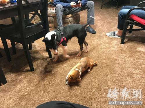 中国侨网通过“动物旅馆”谭小姐可以结识更多的宠物朋友。(美国《侨报》/聂达 摄)