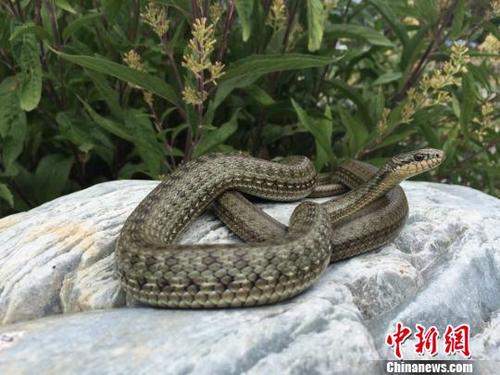 中国侨网温泉蛇。 黄松 摄