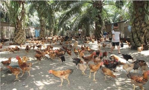 中国侨网活蹦乱跳的“走地鸡”在油棕园内自由走动寻食，有足够的运动量。(马来西亚《星洲日报》)