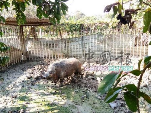中国侨网上百公斤的“神猪”，被饲养在一处空地，成为另类“家宠”。（马来西亚《中国报》/李枝聪 摄）