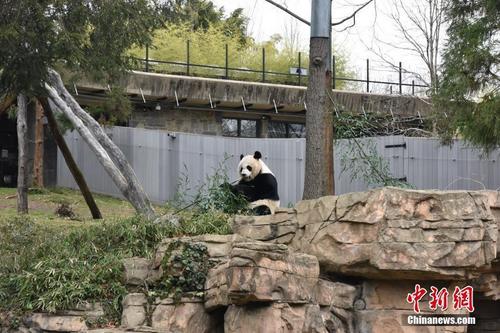 中国侨网当地时间2月23日,居住在美国华盛顿史密斯索尼娅国家动物园的三只大熊猫迎来“新家”。动物园为它们举办了盛大的聚会,吸引众多美国民众前来参加。中新社记者 沙晗汀 摄