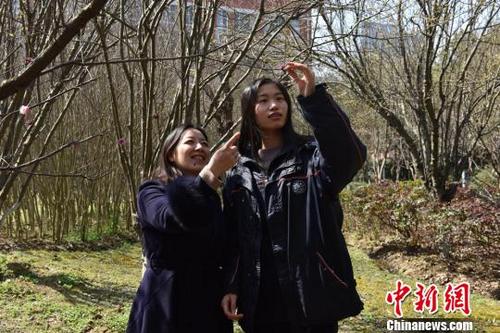 中国侨网花开之际，张倍胤也与老师一同校园赏花。　张园昀　摄