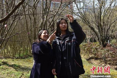 中国侨网花开之际,张倍胤也与老师一同校园赏花。 张园昀 摄