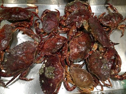 中国侨网旧金山码头抓到Red Rock Crab。(美国《世界日报》/李晗 摄)