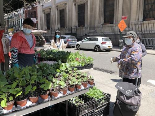 居家避疫兴起种菜热纽约华人摆摊卖菜苗生意火