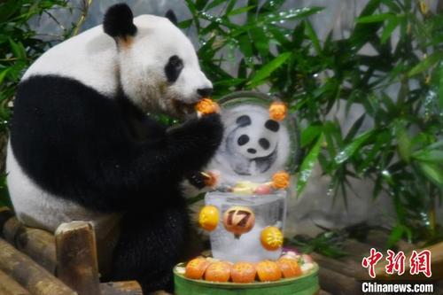 中国侨网工作人员为“秋浜”准备的冰雕熊猫蛋糕 李木生 摄