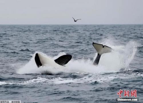 中国侨网资料图:日本北海道罗臼附近海域,游客乘船出海观鲸。