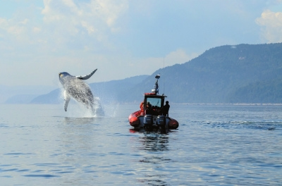中国侨网加拿大魁北克观鲸。资料图片